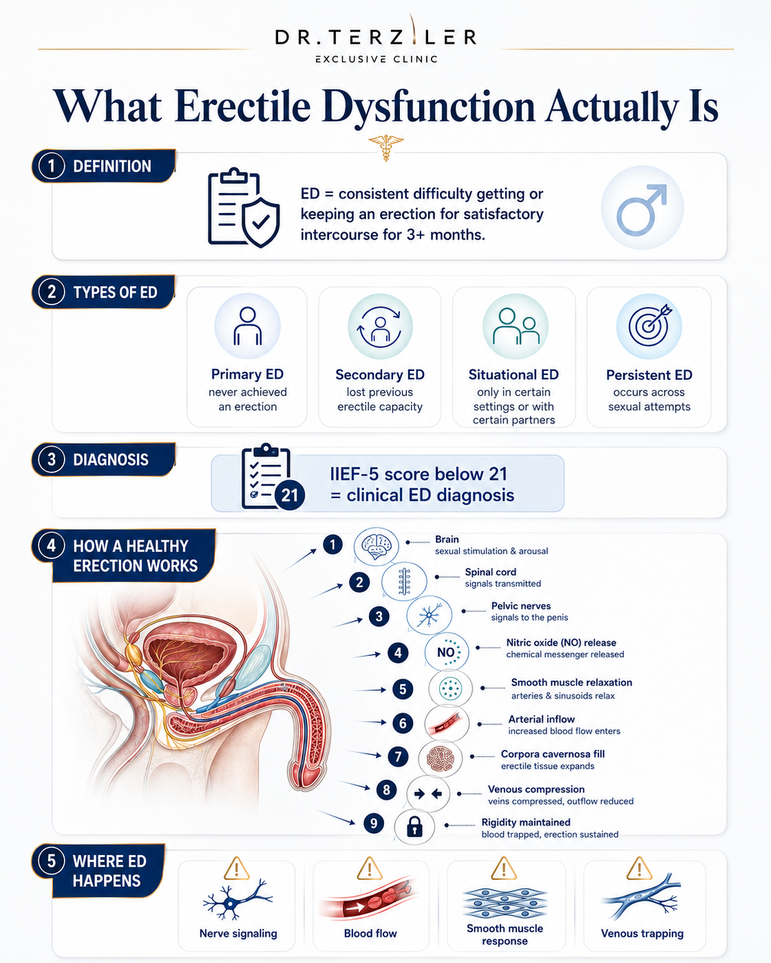 What Erectile Dysfunction Actually is infographic by the best longevity sexual health clinic Dr. Terziler